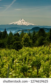 Usa, Washington State, Columbia River Gorge. Vineyard With Mt. Hood In The Background.