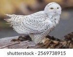 USA, Washington State. Damon Point, snowy owl, winter rain