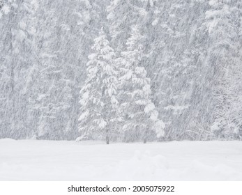 USA, Washington State, Kittitas County, Trees In Winter Storm