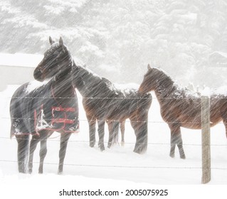 USA, Washington State, Kittitas County, Horses In Snow Storm