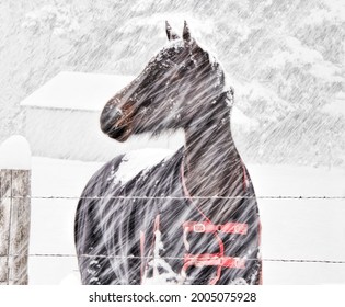 USA, Washington State, Kittitas County, Horse In Snow Storm