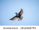 USA, Washington State. Male Purple Martin (Progne subis) in flight with nest material over Lake Sammamish.