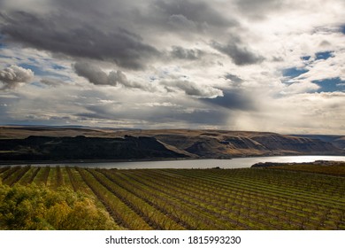 USA, Washington State, Maryhill. Vineyard And The Columbia River Gorge.