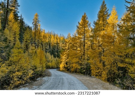 Usa, washington state, national forest road in okanogan-wenatchee national forest with fall colored larch