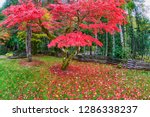 USA, Washington State, Newhalem, Red Vine Maple in Full Autumn Glory