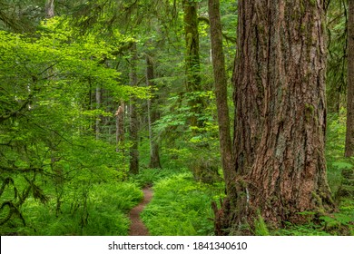 USA, Washington State, Olympic National Forest. South Fork Skokomish River Trail.