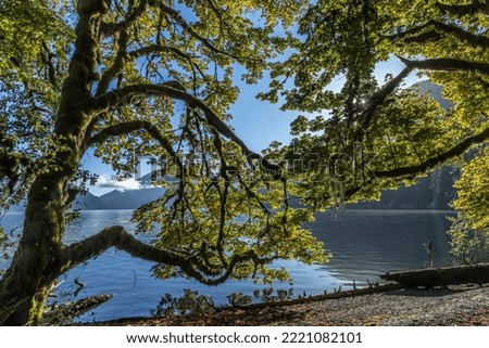 USA, Washington State, Olympic National Park. Alder tree branches overhang shore of Lake Crescent.