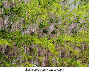 USA, Washington State, Othello Grove Of Trees Along Highway 26