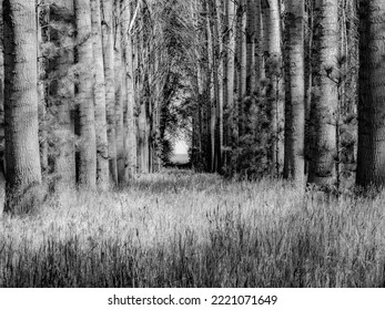 USA, Washington State, Othello Grove Of Trees Along Highway 26