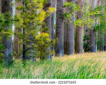 USA, Washington State, Othello Grove Of Trees Along Highway 26