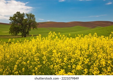USA, Washington State, Palouse. Lone tree in a field of wheat with canola in the foreground.