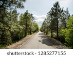 USA, Washington State, Palouse, Whitman County, No Water No Life expedition, Spotted, Columbia Plateau Trail State Park, Ponderosa pine