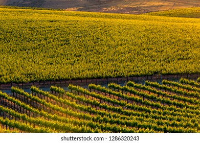 Usa, Washington State, Pasco. Sagemoor Vineyard.