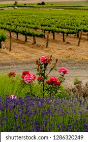 Usa, Washington State, Red Mountain. Spring In Tapteil Winery's Vineyard.