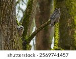 USA, Washington State. Ridgefield National Wildlife Refuge, great horned owl and owlets at dusk