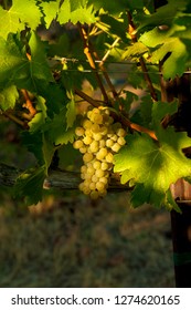 Usa, Washington State, Royal Slope. Viognier Grapes From Stillwater Creek Vineyard In Washington's Wine Country.