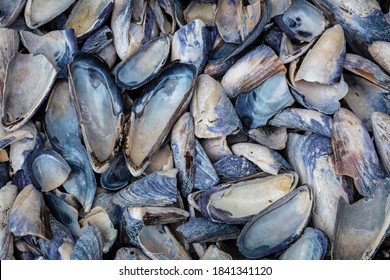 USA, Washington State, Salt Creek Recreation Area. Close-up Of California Mussel Shells.