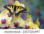 Usa, washington state, sammamish. eastern tiger swallowtail butterfly on orchid