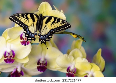 Usa, washington state, sammamish. eastern tiger swallowtail butterfly on orchid