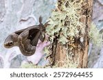 USA, Washington State, Sammamish. Male promethea silk moth on lichen covered branch