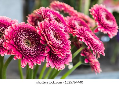 USA, Washington State, Seattle, Pike Place Market. Bright Pink Fresh Cut Flowers For Sale.