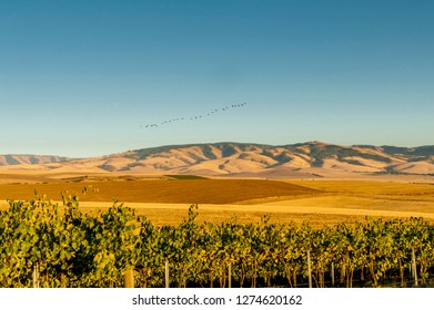 Usa, Washington State, Walla Walla. Flock Of Snow Geese Over The Blue Mountains Seen From Blue Mountain Vineyard.