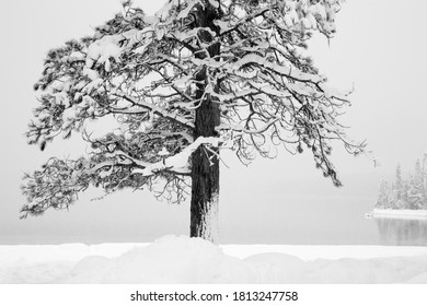 USA, Washington State. Wenatchee National Forest, Ponderosa Pine.