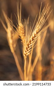 USA, Washington State, Whitman County. Palouse. Wheat Ready For Harvest In The Palouse Hills.