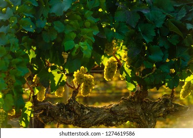 Usa, Washington State, Yakima Valley. Harvest In The French Creek Vineyard.