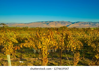 USA, Washington, Walla Walla. Vineyard At End Of Harvest.