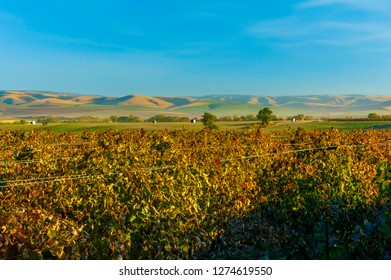 USA, Washington, Walla Walla. Vineyard At End Of Harvest.