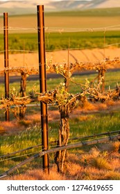 USA, Washington, Walla Walla. Vineyard In Spring In Walla Walla Wine Country.