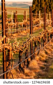 USA, Washington, Walla Walla. Vineyard In Spring In Walla Walla Wine Country.