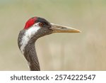 USA, Wisconsin, International Crane Foundation. Sarus crane head profile.