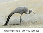 USA, Wisconsin, International Crane Foundation. Blue crane close-up.