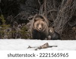 USA, Wyoming, Bridger-Teton National Forest. Grizzly bear sow with spring cub.