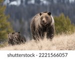 USA, Wyoming, Bridger-Teton National Forest. Grizzly bear sow with spring cubs.