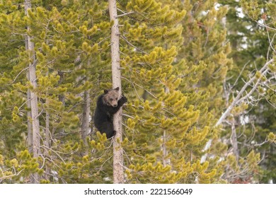 USA, Wyoming, Bridger-Teton National Forest. Grizzly bear cub climbing pine tree. - Powered by Shutterstock