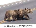 USA, Wyoming, Grand Teton National Park. Three grizzly bear cubs crossing road.