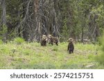 USA, Wyoming, Grand Teton National Park. Grizzly bear cubs in field.