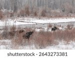 USA, Wyoming, Jackson. Grand Teton National Park, Three moose browse beside the Gros Ventre River as snow falls