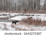 USA, Wyoming, Jackson. Grand Teton National Park, Two moose eating beside the Gros Ventre River on a snowy day