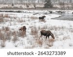 USA, Wyoming, Jackson. Grand Teton National Park, Three moose browse beside the Gros Ventre River as snow falls