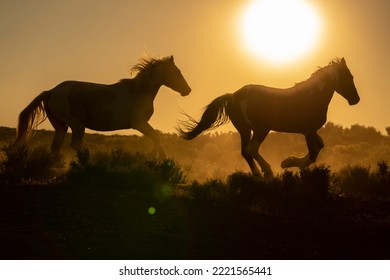 USA, Wyoming. Running Wild Horses Silhouetted At Sunset.