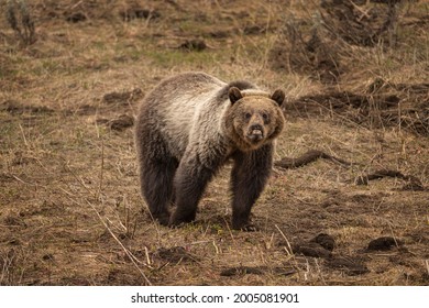 USA, Wyoming, Shoshone National Forest. Grizzly bear with deformed lip and nose. - Shutterstock ID 2005081901