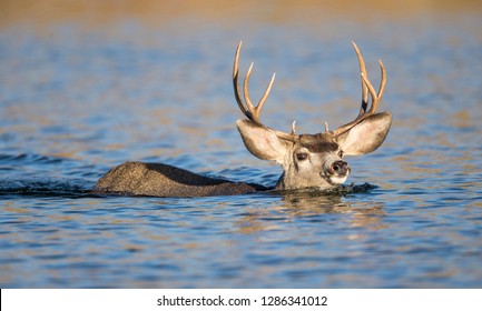 deer swimming