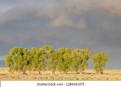 USA, Wyoming, Sublette County, Storm clouds over lit cottonwood trees