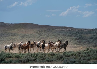 USA, Wyoming. Wild Horses Create Dust While Trotting To Desert Waterhole .