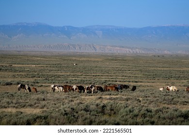 USA, Wyoming. Wild Horses Graze In Sage Field.