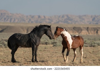 USA, Wyoming. Wild Horses Greeting Each Other.